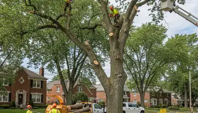 Professional tree removal crew using crane and chainsaws at Cleveland, OH residential property
