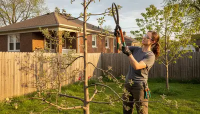 Arborist pruning fruit tree in Cleveland OH backyard orchard for healthy growth and improved yield
