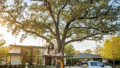 Certified arborist performing tree pruning service in Cleveland, OH