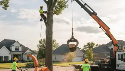 Professional tree removal crew cutting large oak in residential yard, Cleveland OH