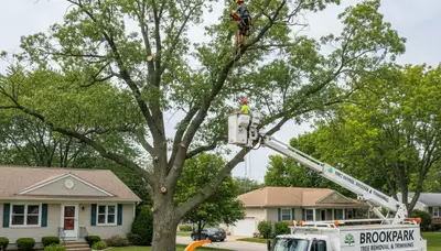 Professional tree removal service in Cleveland, OH safely clearing large trees for homeowners