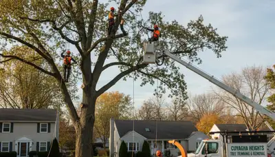 Professional tree removal service in Cleveland, OH by local certified arborists