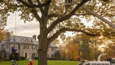 Professional tree removal service in Cleveland, OH safely cutting large oak tree branches