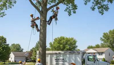 Professional tree removal service in Cleveland, OH by certified arborists at Tree Trimming Cleveland Ohio