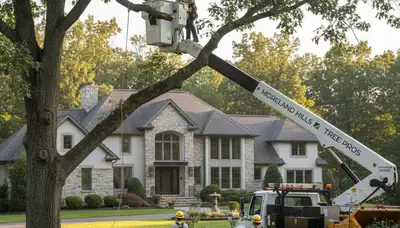 Professional tree removal service in Cleveland, OH clearing large oak safely