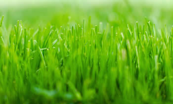 Lawn Service in Cleveland OH Lawn Care in Cleveland OH Lawn Mowing in Cleveland OH Lawn Professionals in Cleveland OH