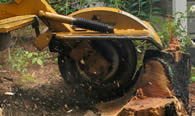 Stump Removal in Cleveland OH
