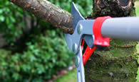 Tree Pruning Services in Cleveland OH